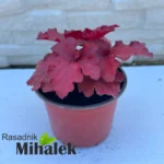 heuchera-forever-red-sadnica-2