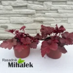 heuchera-forever-red-sadnice-1