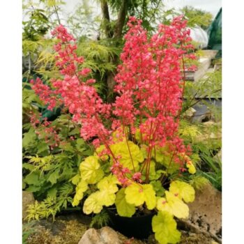 heuchera-princess-aurora-1