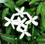 jasminum-azoricum-1