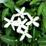 jasminum-azoricum-1