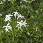 jasminum-azoricum-2