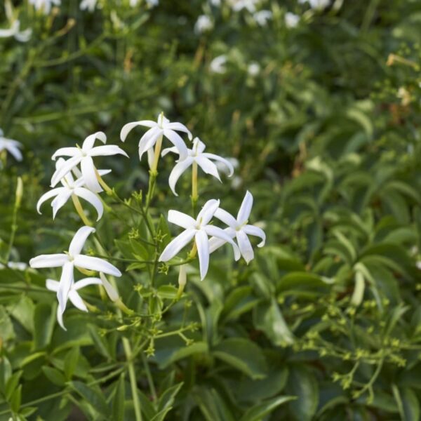 jasminum-azoricum-2