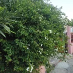 jasminum-azoricum-3