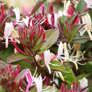 lonicera-japonica-purpurea-1