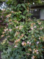 lonicera-japonica-purpurea-2