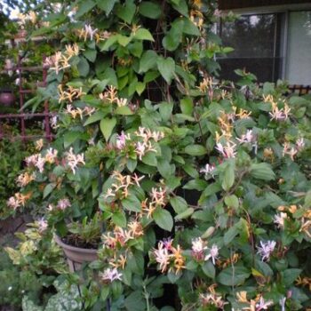 lonicera-japonica-purpurea-2