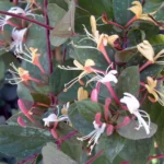 lonicera-japonica-purpurea-zimzeleni-orlovi-nokti-5