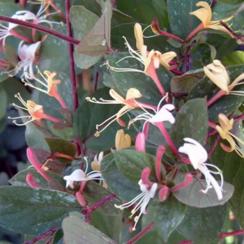 lonicera-japonica-purpurea-zimzeleni-orlovi-nokti-5