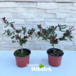 lonicera-purpurea-sadnice