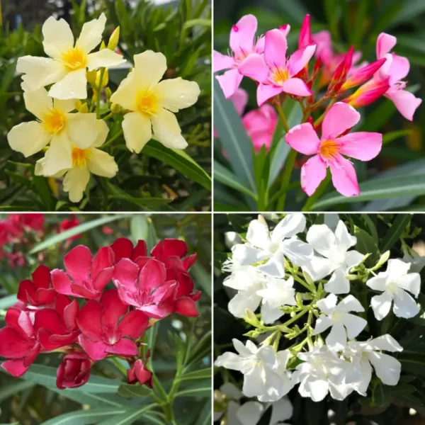 oleander-mix-1