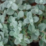 origano-origanum-dictamnus-3