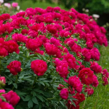 paeonia-red-sarah-bernhardt-1