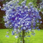 plumbago-auriculata-1