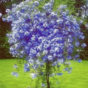 plumbago-auriculata-1