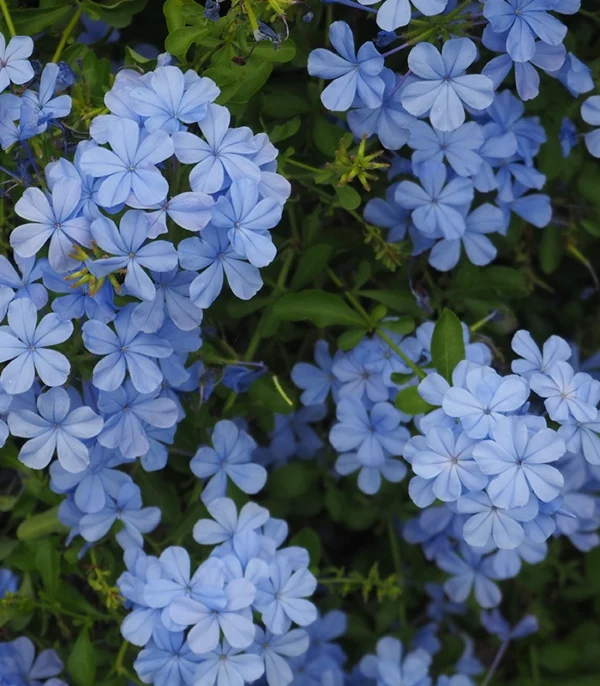 plumbago-auriculata-3