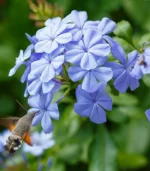 plumbago-auriculata-4