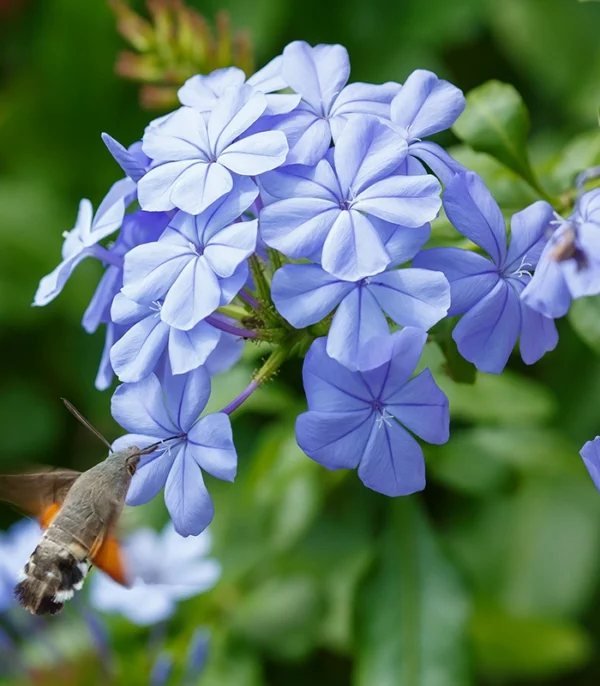 plumbago-auriculata-4