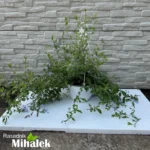 plumbago-sadnica-2