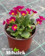 primula-magenta-jagorcevina-1