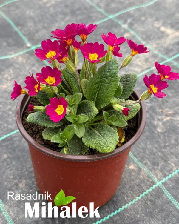 primula-magenta-jagorcevina-1