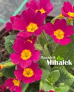 primula-magenta-jagorcevina-2