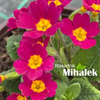 primula-magenta-jagorcevina-2