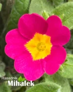 primula-magenta-jagorcevina-3