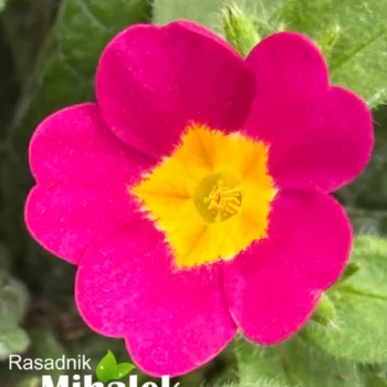 primula-magenta-jagorcevina-3