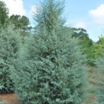 Cupressus-arizonica-arizonski-cempres-3