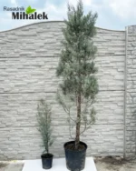 Cupressus-arizonica-arizonski-čempres-sadnice-var