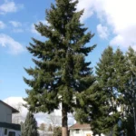 Duglazija-pseudotsuga-menziesii-3