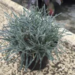 Ficinia-Ice-Crystal-1