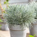 Ficinia-Ice-Crystal-2