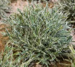 Ficinia-Ice-Crystal-3
