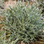 Ficinia-Ice-Crystal-3