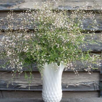 Gipsofila-paniculata-Snowflake-3
