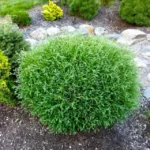 Thuja-occidentalis-Mr-Bowling-Ball-1