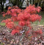acer-palmatum-red-pygmy-2