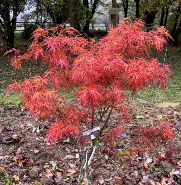 acer-palmatum-red-pygmy-2