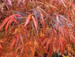 acer-palmatum-red-pygmy-3