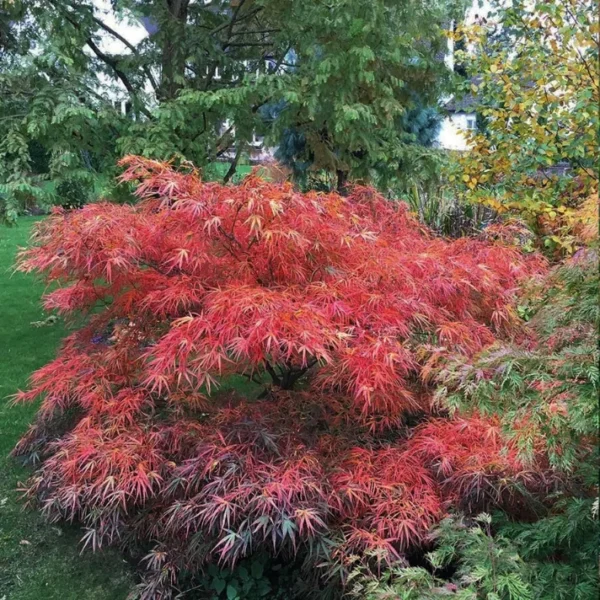 acer-palmatum-red-pygmy-4