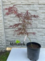 acer-palmatum-red-pygmy-sadnica