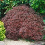 acer-palmatum-stella-rossa-1