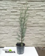 arizonski-cempres-sadnica-2