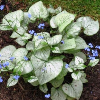 brunnera-looking-glass-3