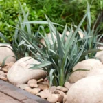 dianella-blue-ripple-1