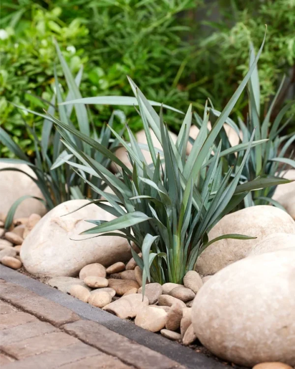 dianella-blue-ripple-1