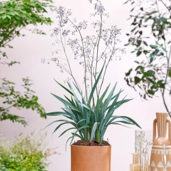 dianella-blue-ripple-2