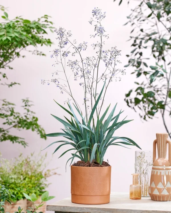 dianella-blue-ripple-2